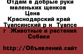 Отдам в добрые руки маленьких щенков › Цена ­ 10 - Краснодарский край, Туапсинский р-н, Туапсе г. Животные и растения » Собаки   